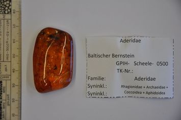 Vorschaubild Bernstein m.Baummulmkäfer, Schepfenfliege, Urspinne, gefl. Schildlaus, Blattlaus-Larve